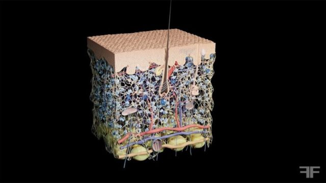 Film d'animation 3D — Filorga