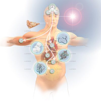Magazine Pour la Science. Les cycles circadiens