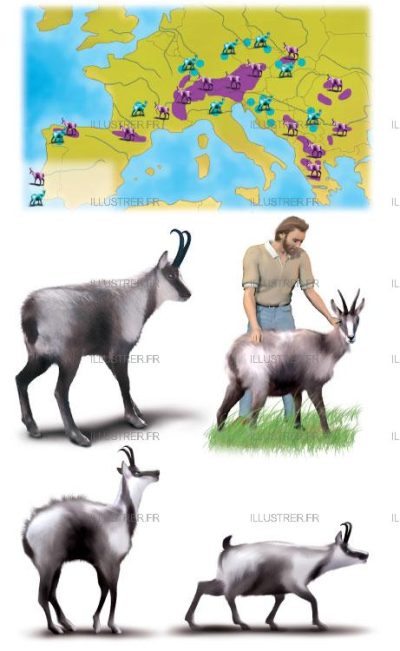 Editions Atlas - Les chamois