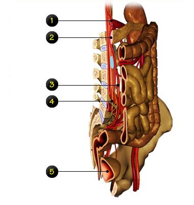 chirurgie digestives coupe 4