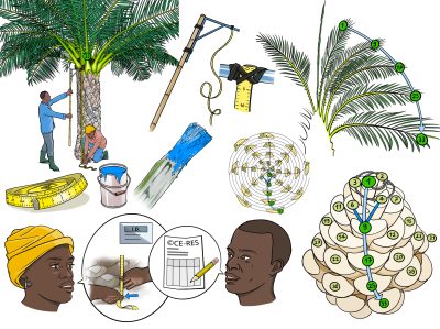 Centre of Resiliency -  Illustrations pour fiches agronomiques
