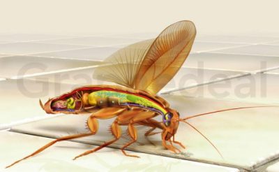 Le blate - Science&Vie junior